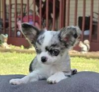 Rambo, a male Chihuahua for sale in West Terre Haute, IN – Photo 8 of 10
