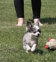 Rambo, a male Chihuahua for sale in West Terre Haute, IN – Photo 10 of 10