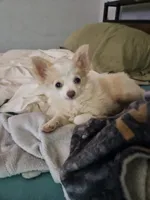 Miss Kisses, a female Chihuahua for sale in Las Vegas, NV – 2 of 2