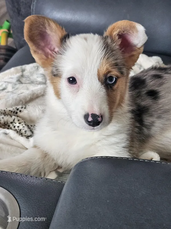 Ryder – Pembroke Welsh Corgi puppy for sale in Las Vegas, NV