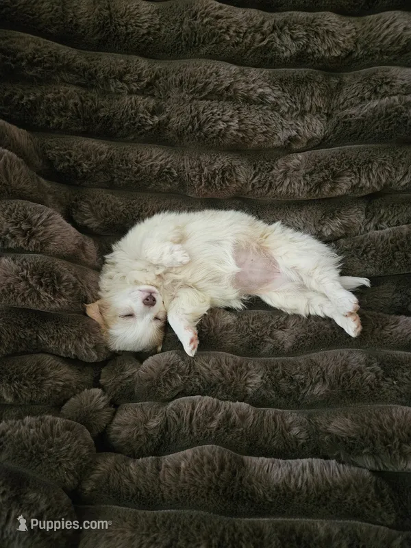Miss Kisses, a female Chihuahua for sale in Las Vegas, NV – 1 of 2
