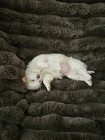 Miss Kisses, a female Chihuahua for sale in Las Vegas, NV – 1 of 2