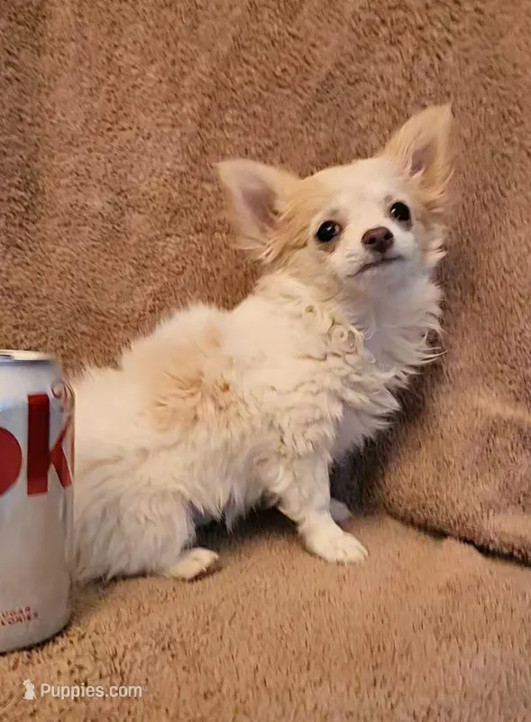 Miss Kisses – Chihuahua puppy for sale in Las Vegas, NV