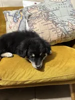 Leia, a female Pomchi for sale in Chino, CA – 5 of 6