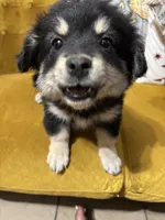Leia, a female Pomchi for sale in Chino, CA – 1 of 6