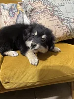 Leia, a female Pomchi for sale in Chino, CA – 4 of 6