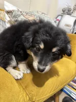 Leia, a female Pomchi for sale in Chino, CA – 3 of 6