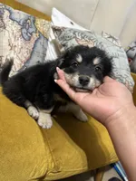Leia, a female Pomchi for sale in Chino, CA – 2 of 6