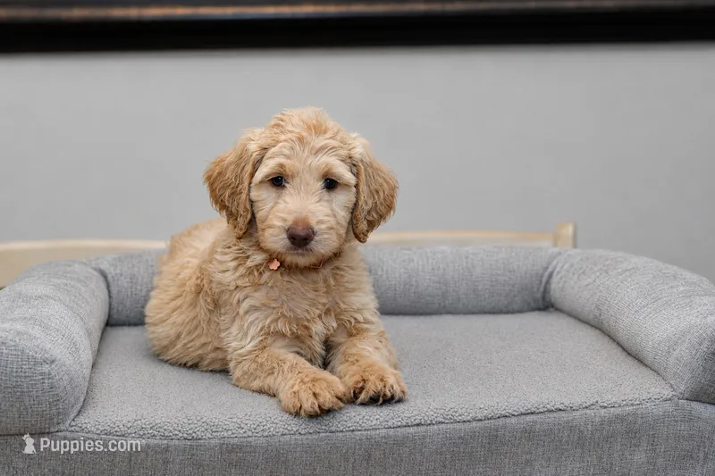 Hazel – Goldendoodle puppy for sale in Garland, TX