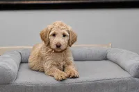 Hazel, a female Goldendoodle for sale in Garland, TX – 1 of 1