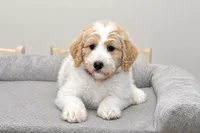 Goldendoodle 1, a female Goldendoodle for sale in Garland, TX – 1 of 1