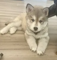 Fluffy, a female Siberian Husky for sale in Peyton, CO – 2 of 4