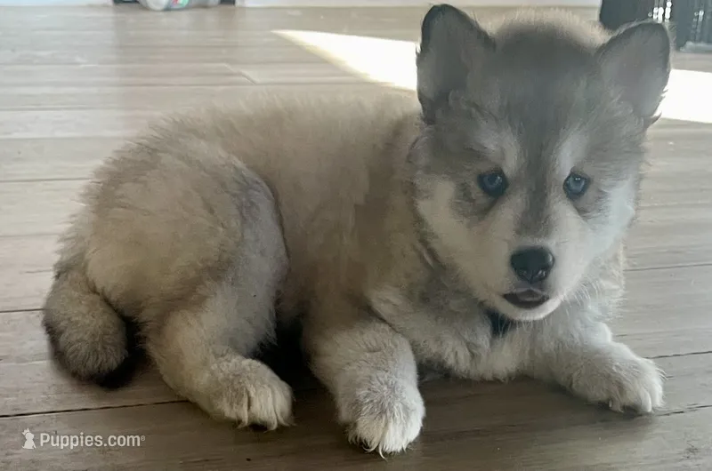 Fluffy – Siberian Husky puppy for sale in Peyton, CO