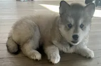 Fluffy, a female Siberian Husky for sale in Peyton, CO – 1 of 4