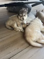 Fluffy, a female Siberian Husky for sale in Peyton, CO – 3 of 4