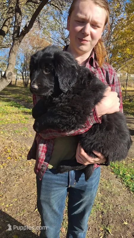 Evie – Newfoundland puppy on hold in Kennewick, WA