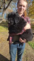 Evie, a female Newfoundland for sale in Kennewick, WA – 1 of 4