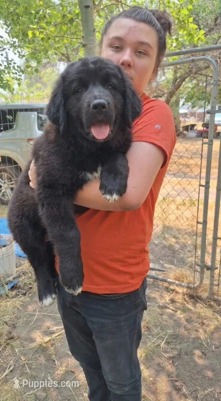 Dimitri – Newfoundland puppy on hold in Kennewick, WA