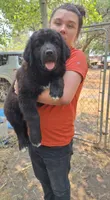 Dimitri, a male Newfoundland for sale in Kennewick, WA – 1 of 1