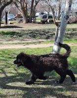 Evie, a female Newfoundland for sale in Kennewick, WA – 3 of 4