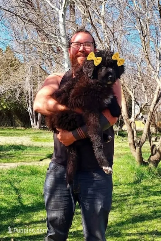 Sophia – Newfoundland puppy for sale in Kennewick, WA