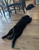 Evie, a female Newfoundland for sale in Kennewick, WA – 4 of 4