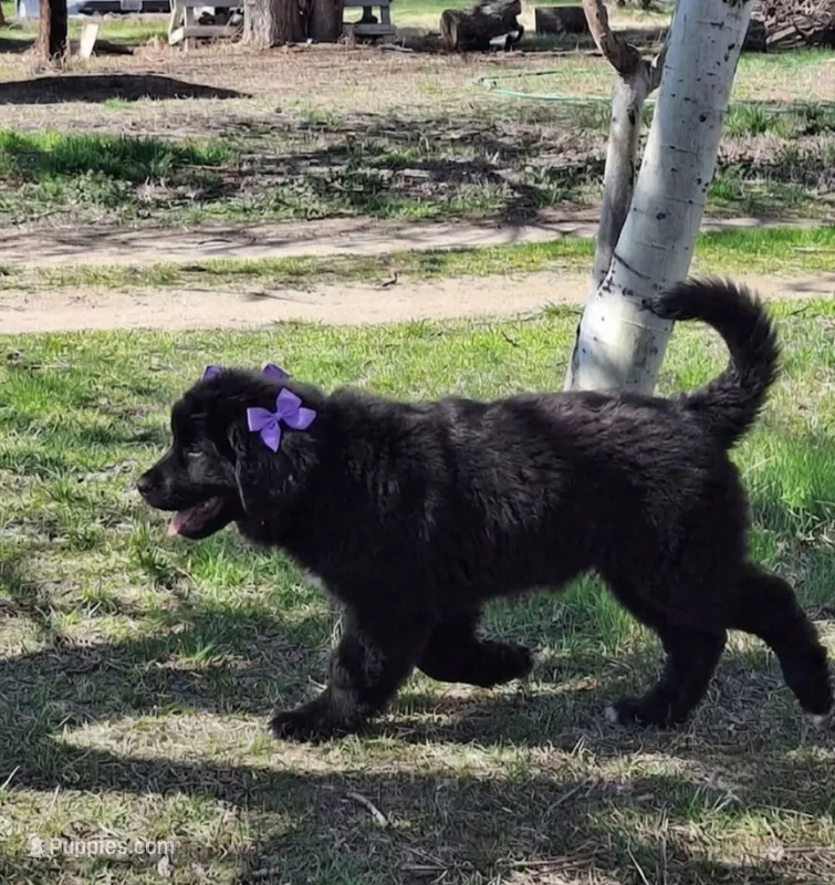 Lavender – Newfoundland puppy on hold in Kennewick, WA