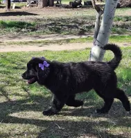 Lavender, a female Newfoundland for sale in Kennewick, WA – 2 of 2