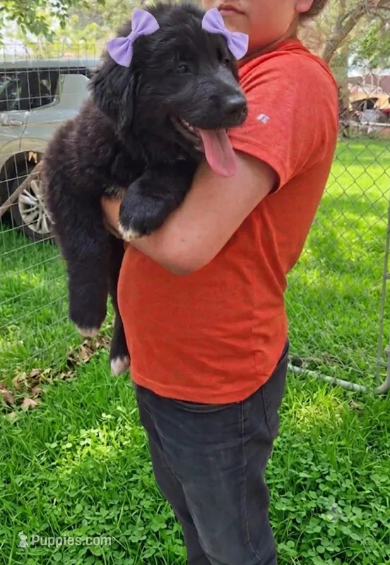 Lavender – Newfoundland puppy for sale in Kennewick, WA