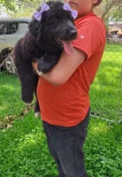 Lavender, a female Newfoundland for sale in Kennewick, WA – 1 of 2