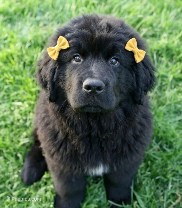 Evangeline – Newfoundland puppy for sale in Kennewick, WA