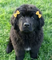 Sophia, a female Newfoundland for sale in Kennewick, WA – 2 of 2