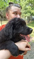 Evangeline, a female Newfoundland for sale in Kennewick, WA – 2 of 2