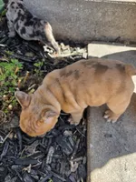 Copper merle, a female French Bulldog for sale in Broken Bow, NE – Photo 3 of 4