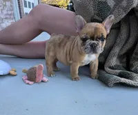 Copper merle, a female French Bulldog for sale in Broken Bow, NE – Photo 1 of 4