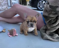 Copper merle, a female French Bulldog for sale in Broken Bow, NE – Photo 2 of 4