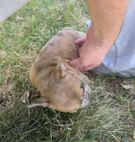 Copper merle, a female French Bulldog for sale in Broken Bow, NE – Photo 4 of 4