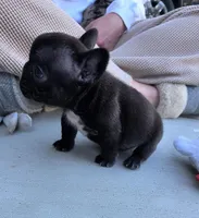 Raven, a female French Bulldog for sale in Broken Bow, NE – Photo 1 of 2