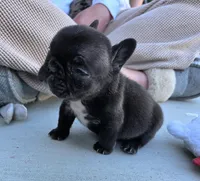 Raven, a female French Bulldog for sale in Broken Bow, NE – Photo 2 of 2
