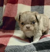 Sly lilac merle, a male Chihuahua for sale in Broken Bow, NE – Photo 3 of 4