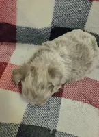 Sly lilac merle, a male Chihuahua for sale in Broken Bow, NE – Photo 4 of 4