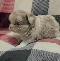 Sly lilac merle, a male Chihuahua for sale in Broken Bow, NE – Photo 2 of 4