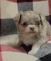 Sly lilac merle, a male Chihuahua for sale in Broken Bow, NE – Photo 1 of 4