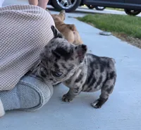 Flossy , a female French Bulldog for sale in Broken Bow, NE – Photo 2 of 2