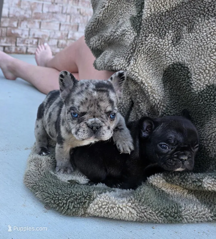 Flossy  – French Bulldog puppy for sale in Broken Bow, NE