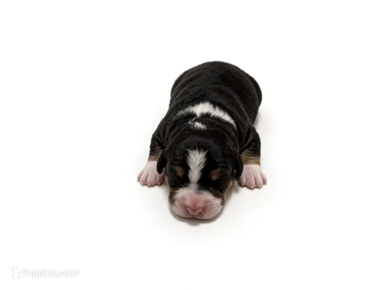 Clover – Bernedoodle puppy for sale in Georgetown, TX