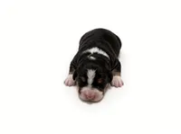 Clover, a female Bernedoodle for sale in Georgetown, TX – 1 of 2