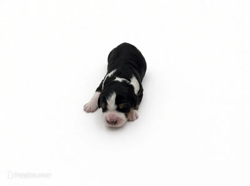 Sprout – Bernedoodle puppy for sale in Georgetown, TX