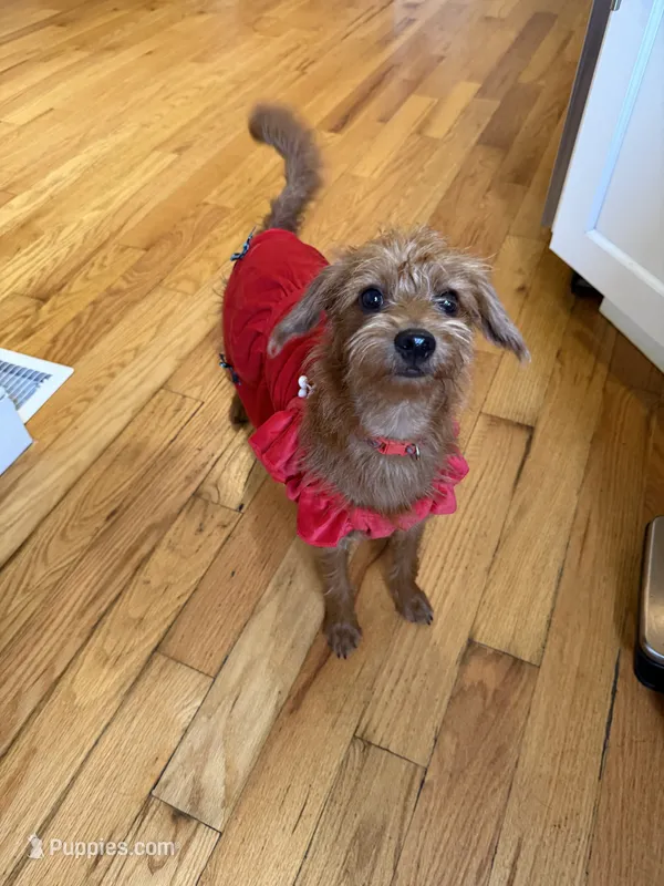Daisy – Miniature Pinscher, Poodle - Standard  puppy for sale in Beverly, MA