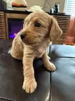 Blondie, a male Poodle - Standard  for sale in Beverly, MA – Photo 1 of 6